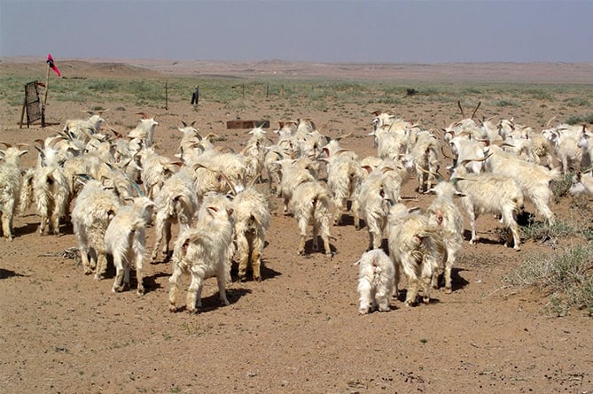 Mongolia Sheep