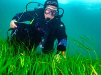 Llŷn seagrass project begins