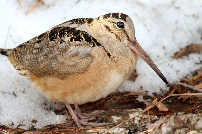 American woodcock