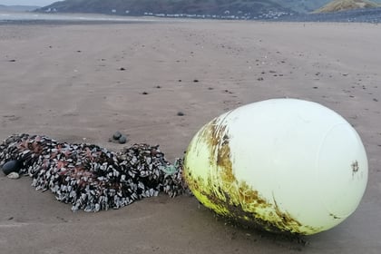 Seafood delicacy goose barnacles washed up on Ynyslas beach 