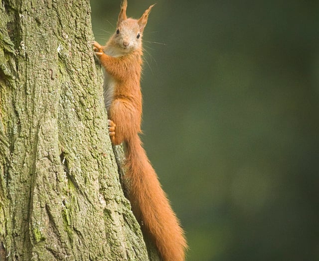 Red squirrels in Mid Wales on brink of survival, experts warn