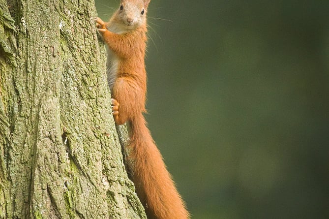 Red squirrel 