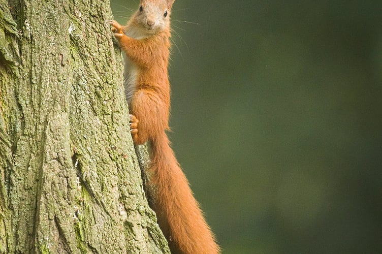 Red squirrel 