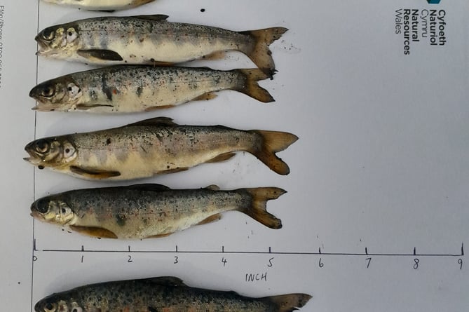 Six salmon parr caught by Catalin Neagu