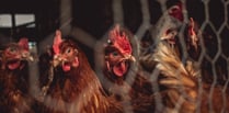 NFU members win legal battle over bird flu compensation