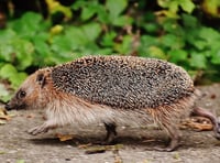 Town council joins project to help hedgehogs thrive