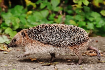 Town council joins project to help hedgehogs thrive