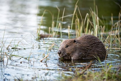 Feasibility study into reintroduction of beavers in Wales