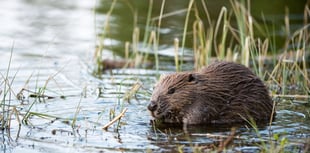 Feasibility study into reintroduction of beavers in Wales