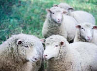 Sheep farmers to help Farming Connect create EBV for methane yield