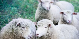 Fresh and frozen sheep meat exports up 14 per cent