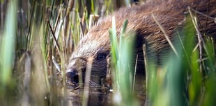 Wildlife poetry competition for Ceredigion school pupils