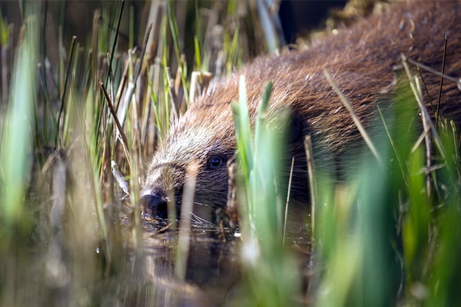 A female beaver emerging at the water's edge