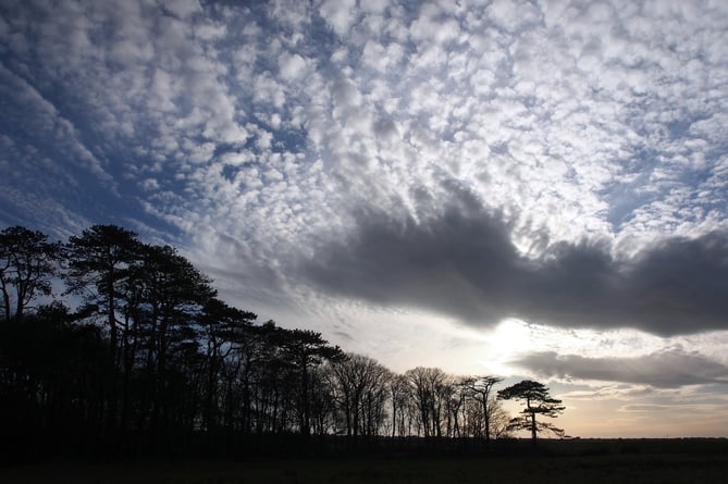 Margaret Pugnet, Trees and cloudscape along the edge of Ynysmaengwyn woods