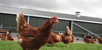 What the cluck: Chickens kept in gardens may have to be registered 