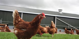 What the cluck: Chickens kept in gardens may have to be registered 