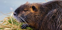 Beavers back in the wilds of Wales, what do you think?