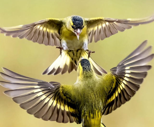 Photographer captures dramatic images of fighting siskins 