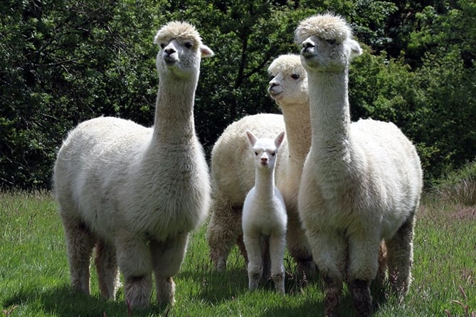 Alpacas at the Pwllpeiran Upland Research Centre, IBERS, Aberystwyth University