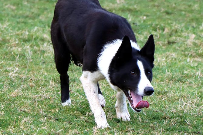 Dewi Jenkins’ Gwyddil Ben etched the top price of £18,100 at the CCM Skipton online working sheepdog sale