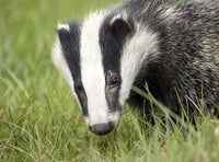 Unions welcome Bovine TB board