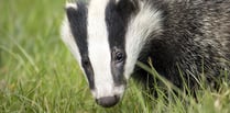 Police arrest man following badger sett interference