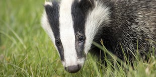 Unions welcome Bovine TB board