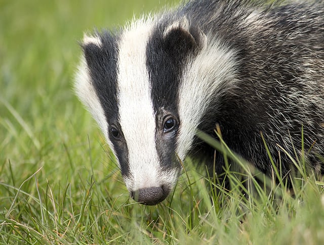 Police arrest man following badger sett interference