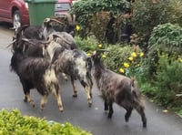 Is Cardigan getting Great Orme goats?