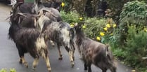 Is Cardigan getting Great Orme goats?