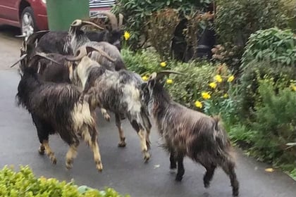 Is Cardigan getting Great Orme goats?