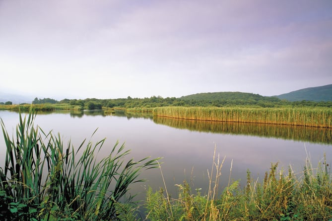 View over pool from Eidol hide, August 1998, Ynys - Hir RSPB reserve