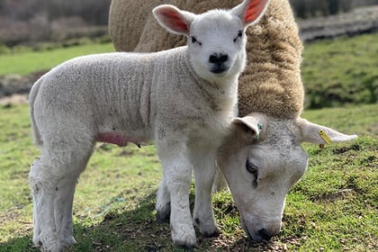 FUW urges dog owners to keep pets on a lead amid lambing season