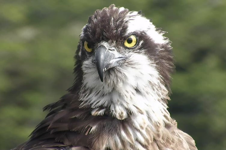 Mrs G is unlikely to return to Glaslyn, according to the centre