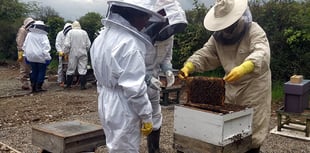 Teifiside beekeepers prepare for return of annual auction