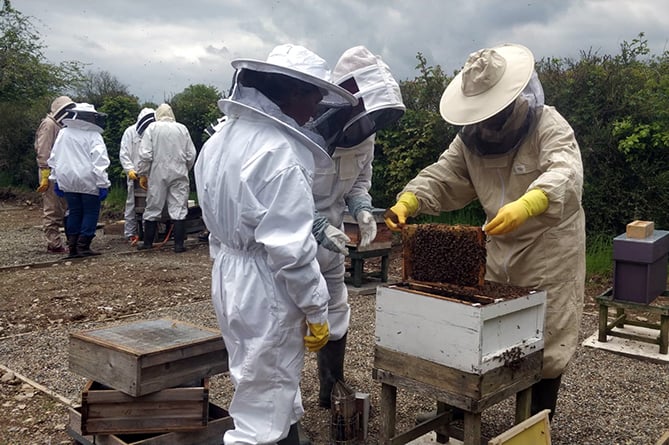 Teifiside Beekeepers