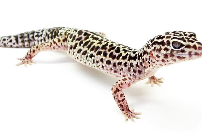 Leopard Gecko