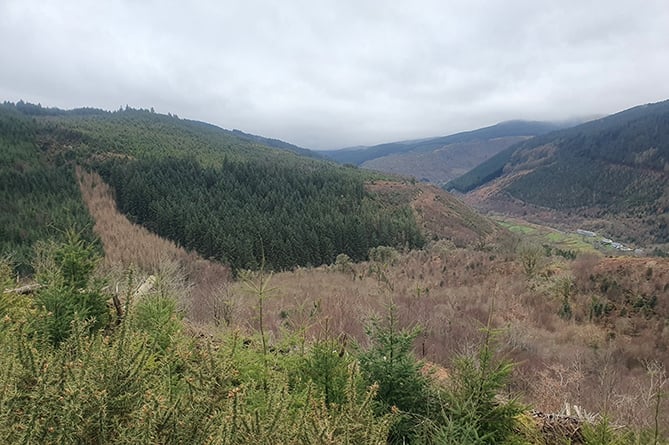 Dyfi Forest