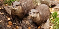 Pollution in River Teifi threatening otter populations, experts say