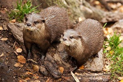 Pollution in River Teifi threatening otter populations, experts say
