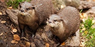 Pollution in River Teifi threatening otter populations, experts say