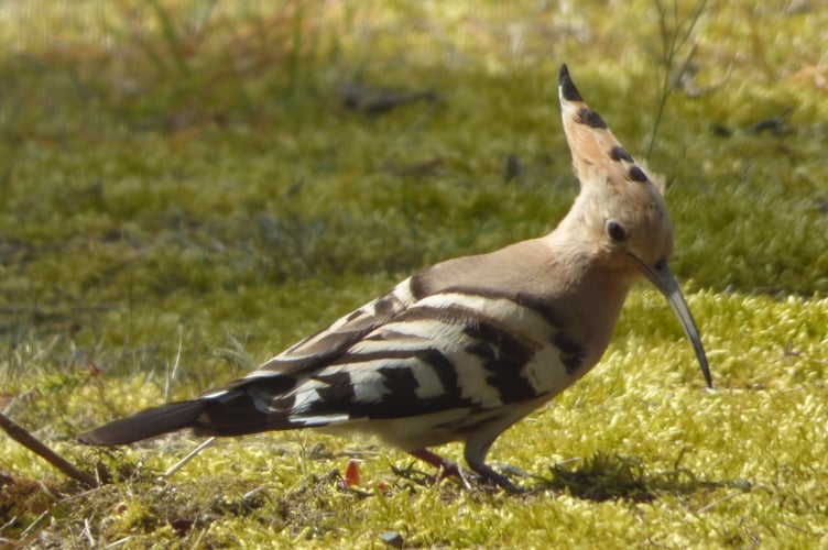 Hoopoe