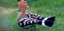 Twitchers flock to Trawscoed garden to catch glimpse of exotic bird