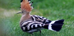 Twitchers flock to Trawscoed garden to catch glimpse of exotic bird