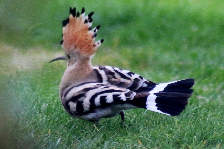 Hoopoe