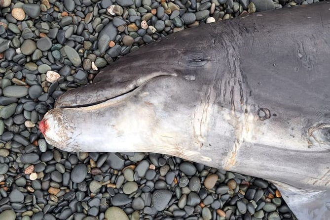 Bottlenose dolphin stranding at Ynyslas. Credit CSIP-MEM