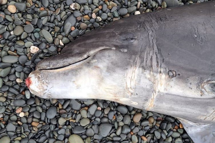 Bottlenose dolphin stranding at Ynyslas. Credit CSIP-MEM