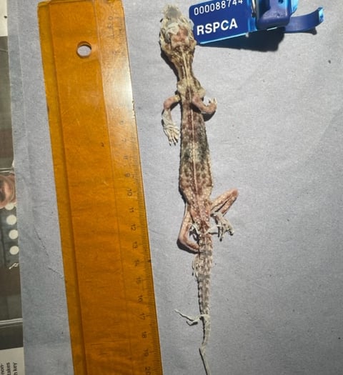 RSPCA warning after pet lizards die in Llandysul