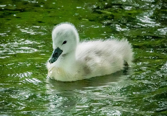 Our favourite readers' photos: Cygnets, geese and stunning sunsets