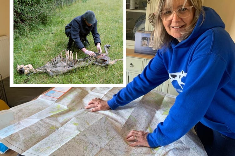 Suzanne Hill who saw ‘a big cat’ twice in 48 hours near her Penuwch smallholding. A photo of the scientists analysing carcasses (SWNS).